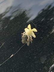 Ricaniinae