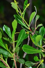 Dodonaea viscosa cuneata