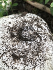Mycenastrum corium