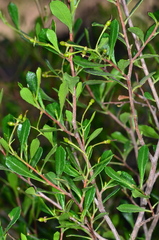 Dodonaea viscosa cuneata