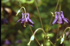 Aquilegia dumeticola