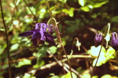 Aquilegia dumeticola