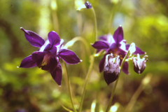 Aquilegia dumeticola