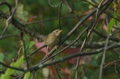 Locustella lanceolata