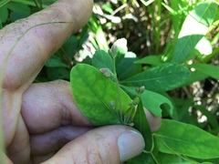 Hypericum fraseri