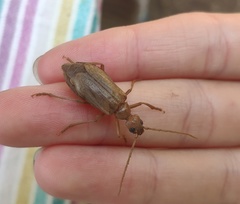 Vesperus brevicollis