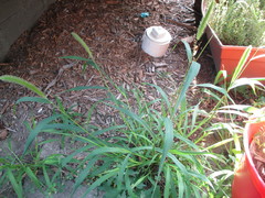 Setaria viridis viridis
