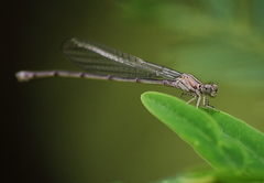 Pseudagrion pilidorsum declaratum