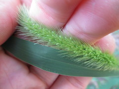 Setaria viridis viridis