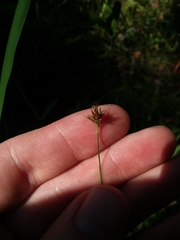 Rhynchospora gracilenta