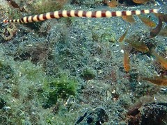 Dunckerocampus boylei