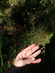 Rhynchospora gracilenta