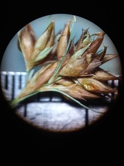 Rhynchospora gracilenta