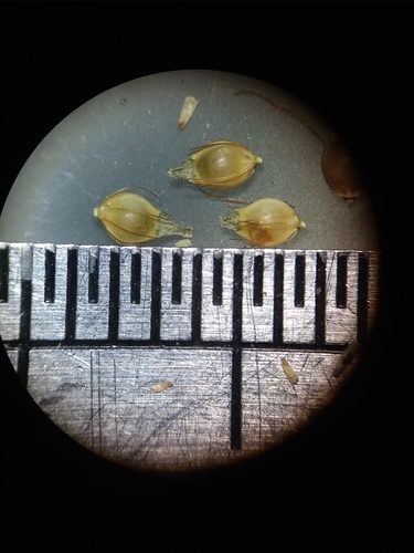 Image of Rhynchospora gracilenta by (c) Will McFarland, some rights reserved (CC BY)