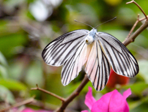 ベニモンカザリシロチョウ (Delias hyparete) · iNaturalist