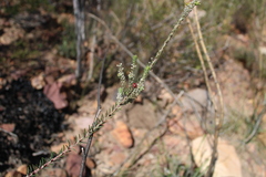 Phylica villosa
