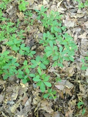 Rhododendron periclymenoides