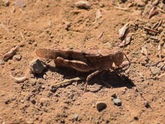 Trimerotropis occidentalis