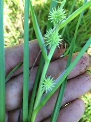 Sparganium emersum