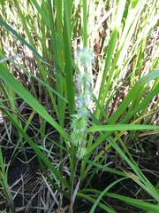 Sparganium emersum