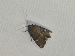 Mesapamea fractilinea