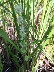 Sparganium emersum