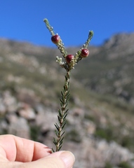 Phylica villosa