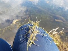 Potamogeton foliosus