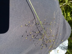 Dichanthelium boreale