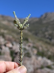 Phylica villosa