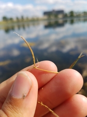 Potamogeton foliosus