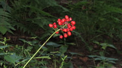 Actaea rubra rubra
