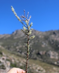 Phylica villosa
