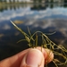 Leafy Pondweed - Photo (c) cassi saari, some rights reserved (CC BY-NC), uploaded by cassi saari