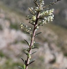 Phylica villosa