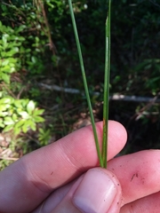 Rhynchospora cephalantha attenuata
