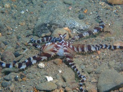 Wunderpus photogenicus