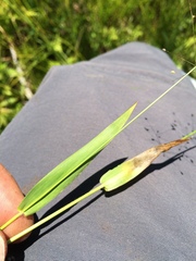 Dichanthelium boreale