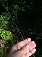 Rhynchospora cephalantha attenuata