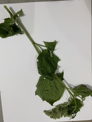 Cyclachaena xanthiifolia