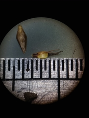 Rhynchospora cephalantha attenuata