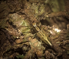 Temnosternus planiusculus