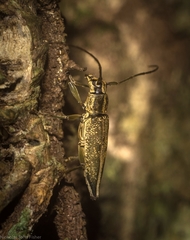Temnosternus planiusculus