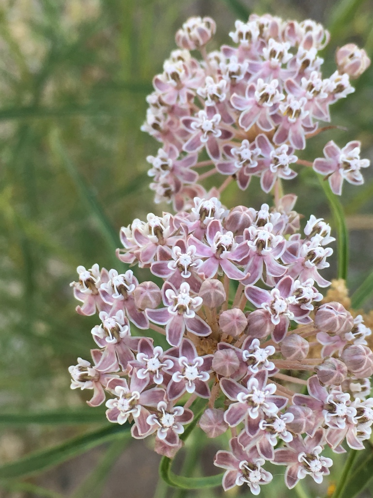 narrowleaf-milkweed-from-idlewild-park-reno-nv-us-on-july-7-2017-at