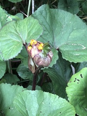 Ligularia