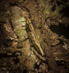 Temnosternus planiusculus