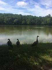 Branta canadensis