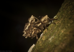 Poropterus angustatus