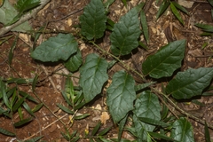 Solanum acanthodapis