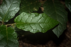 Solanum acanthodapis